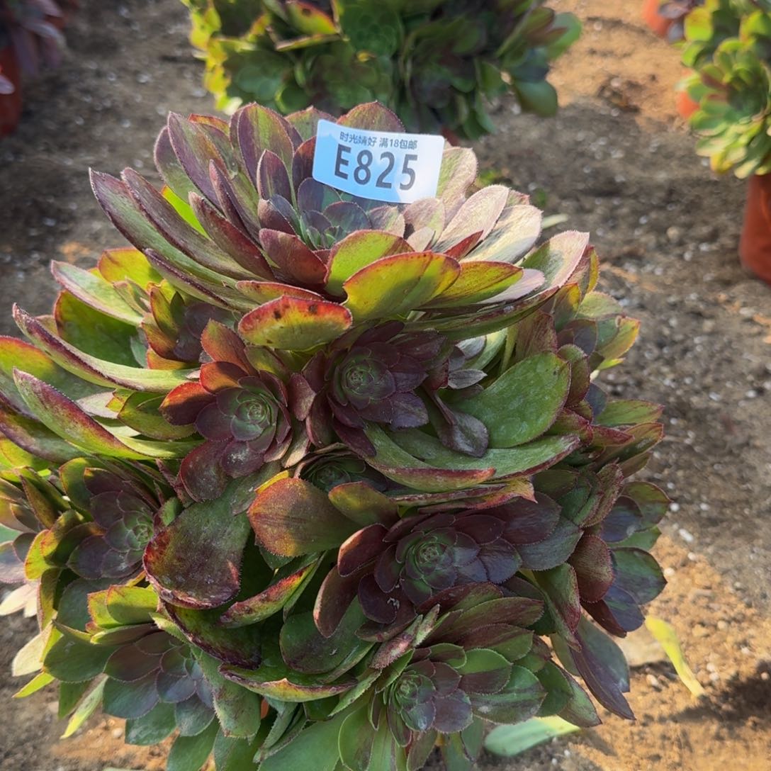 鱼*825花月夜多肉植物