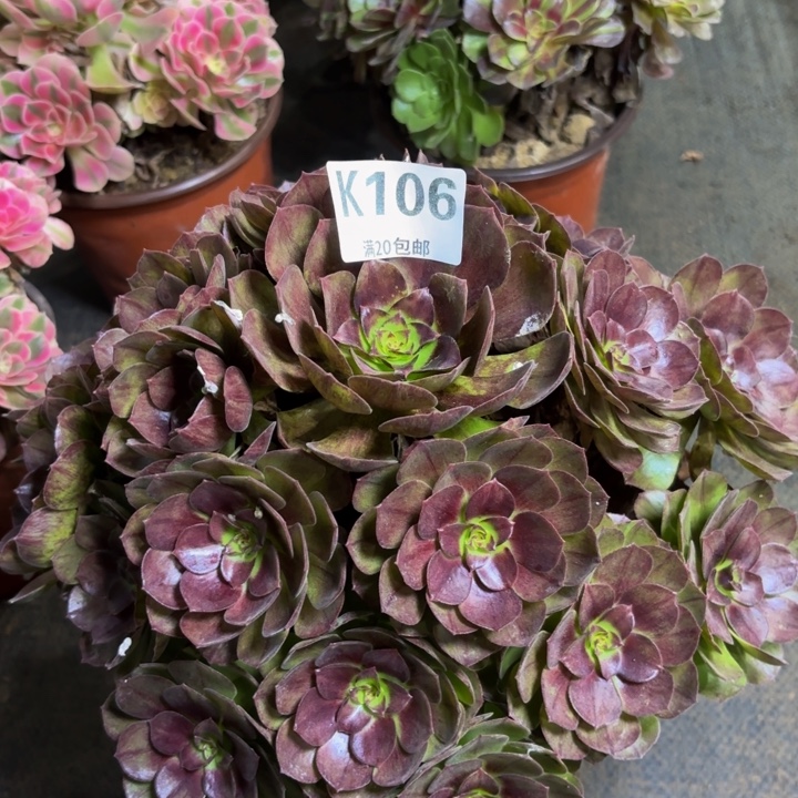 瑞妈多肉植物106.黑膜