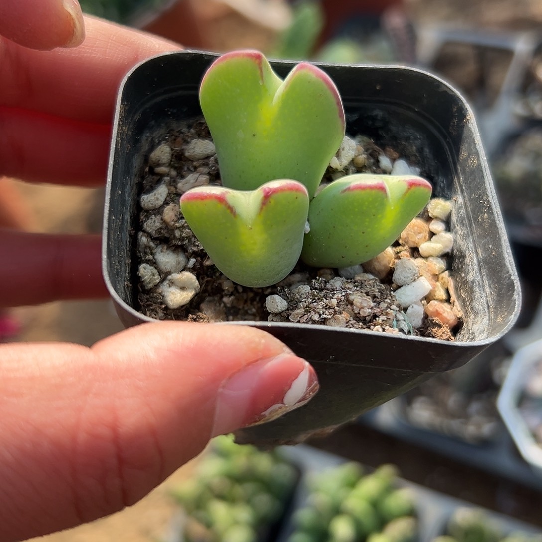 多肉植物少将开花