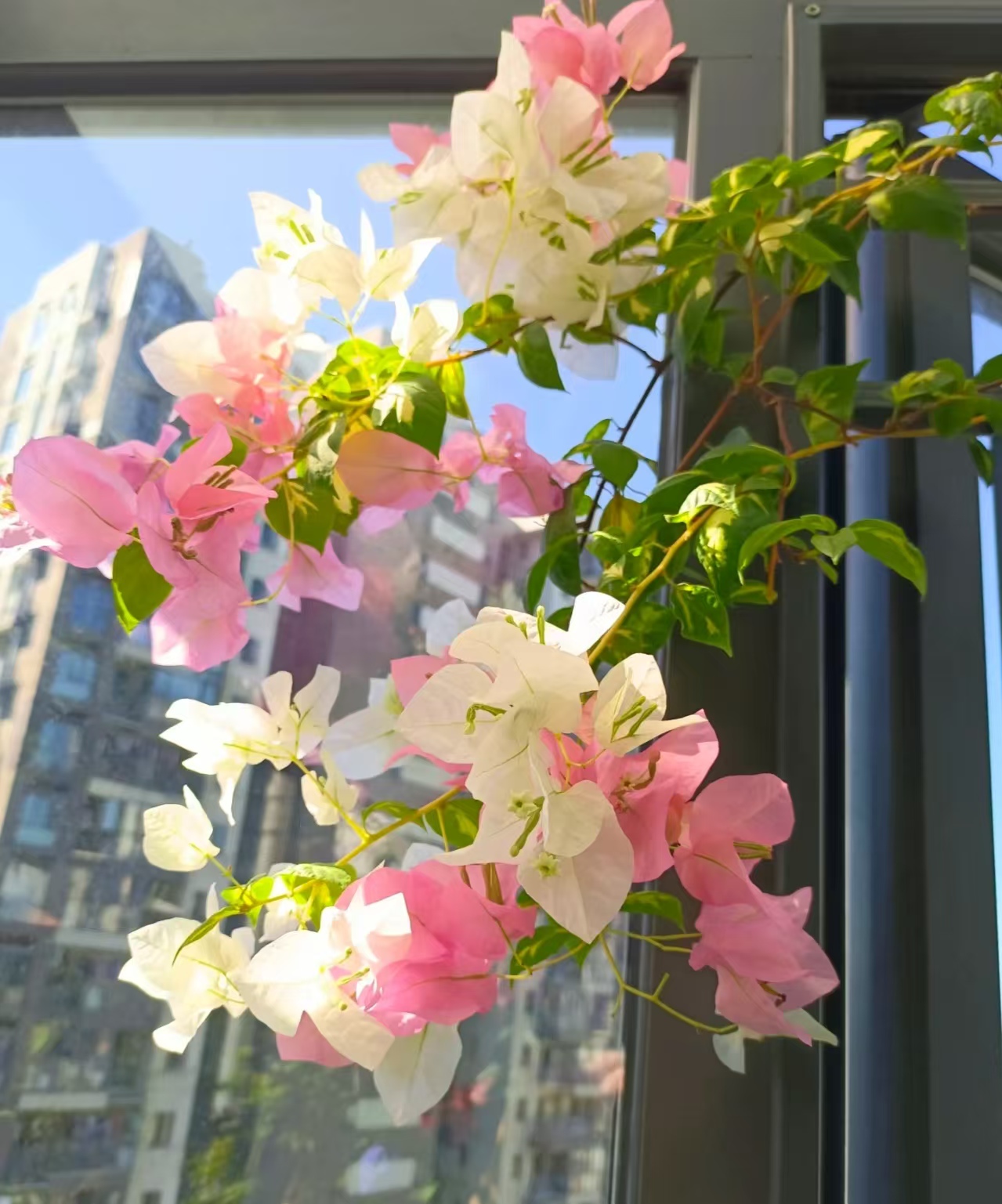 （金心橙白带花）三角梅原生小苗袋苗花苗福建漳州基地发货包品对版