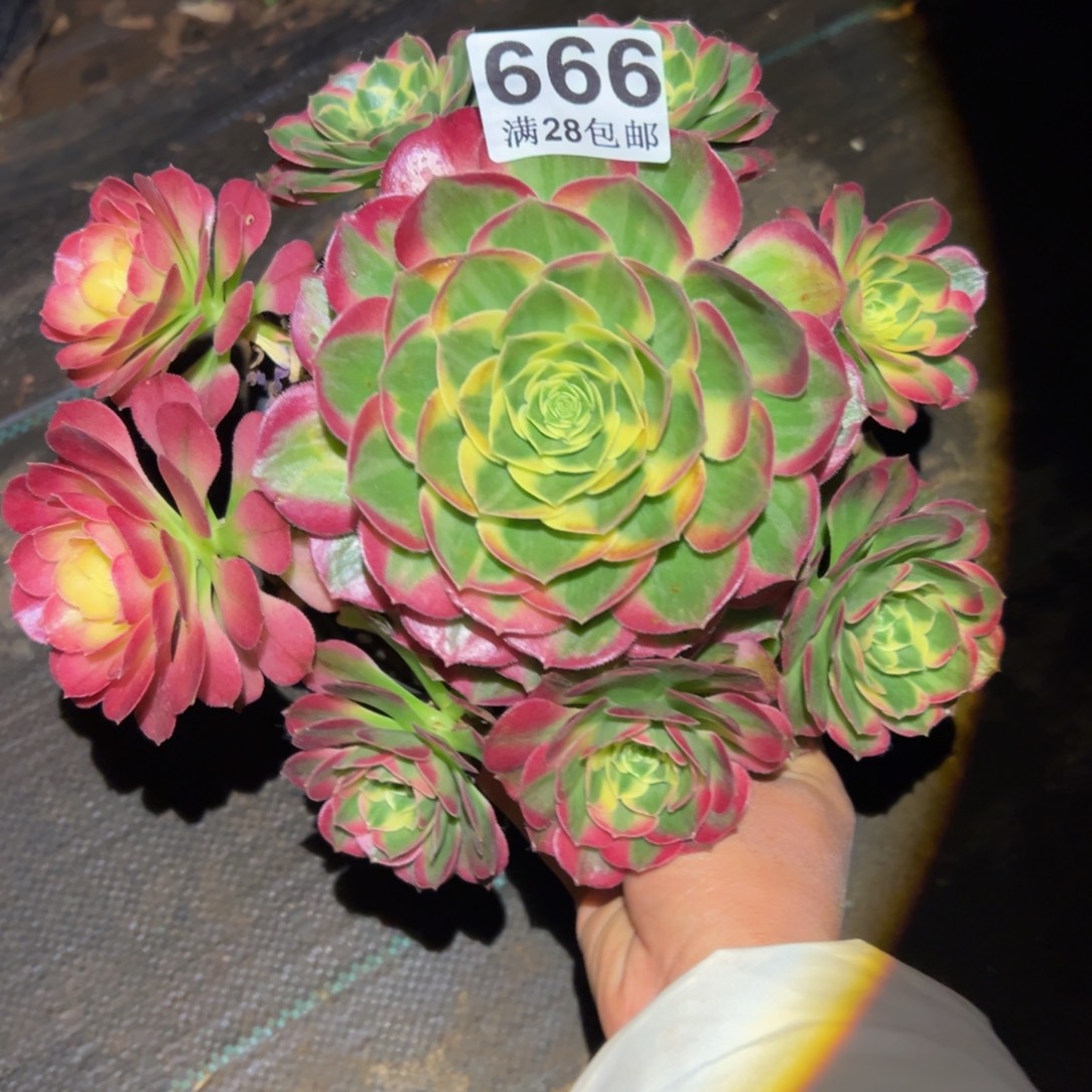 多肉植物666海仙的