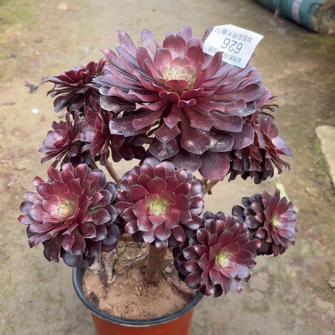 626黑铜壶多肉植物法师