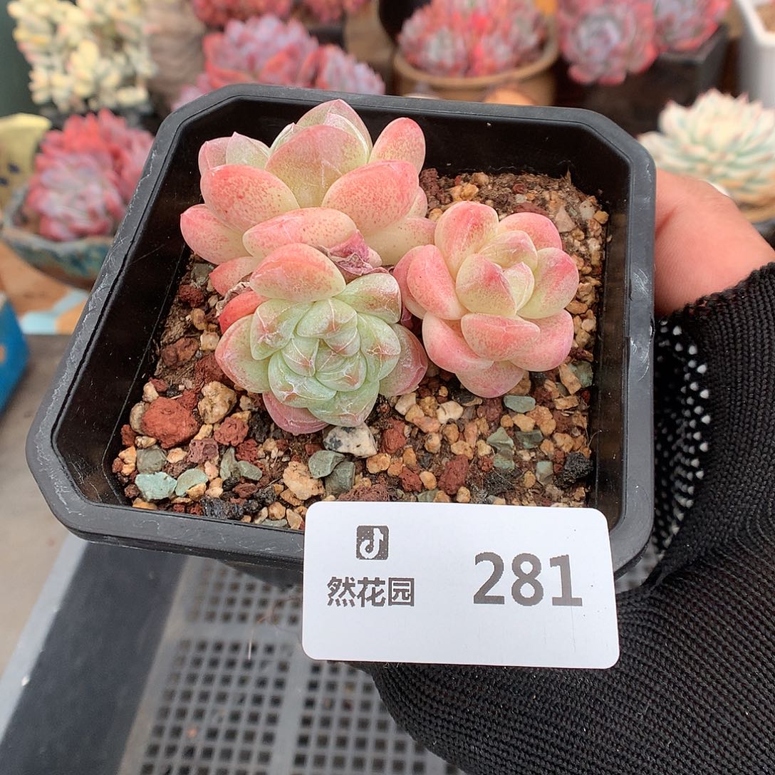 281冰玉多肉植物6666