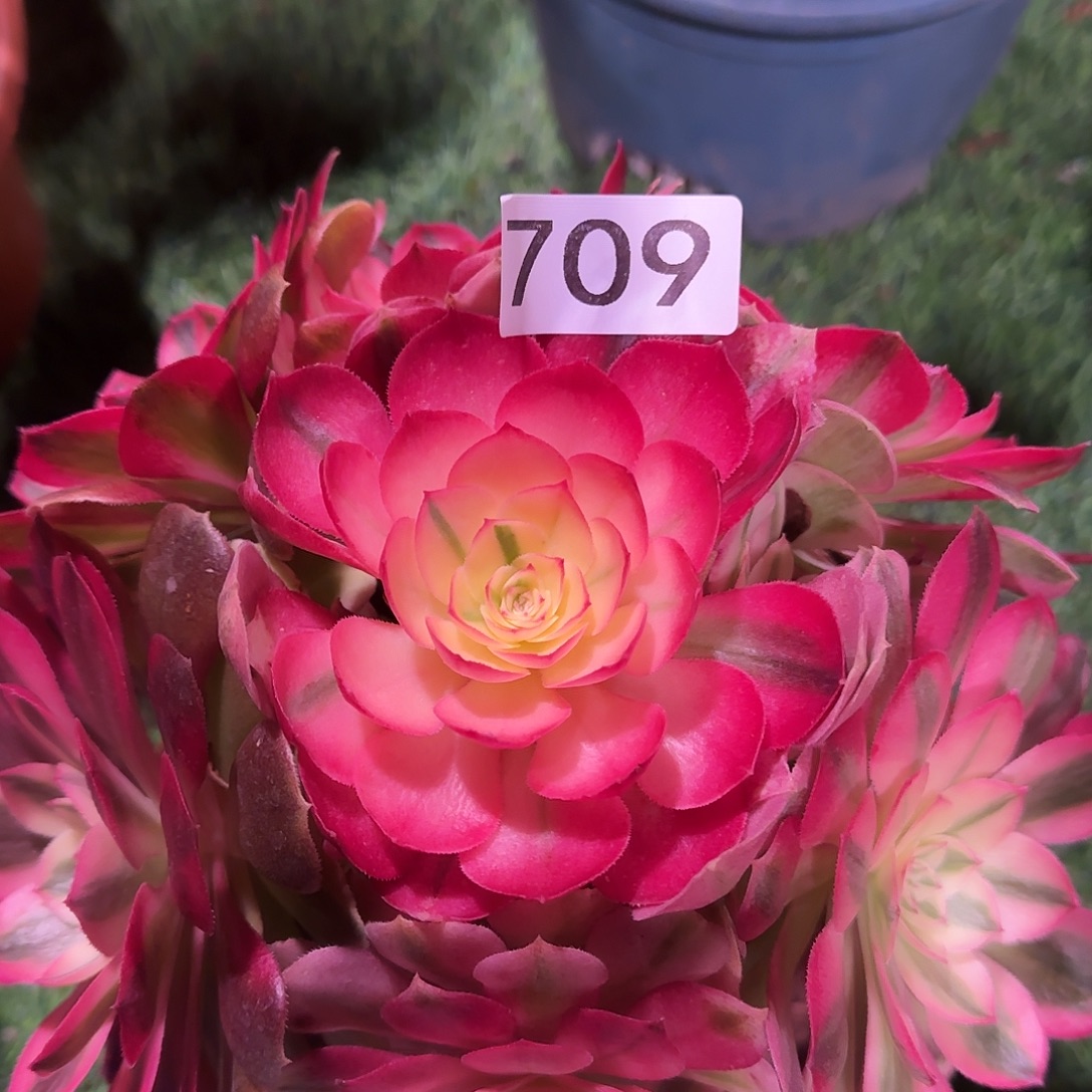 多肉植物法师荔枝709