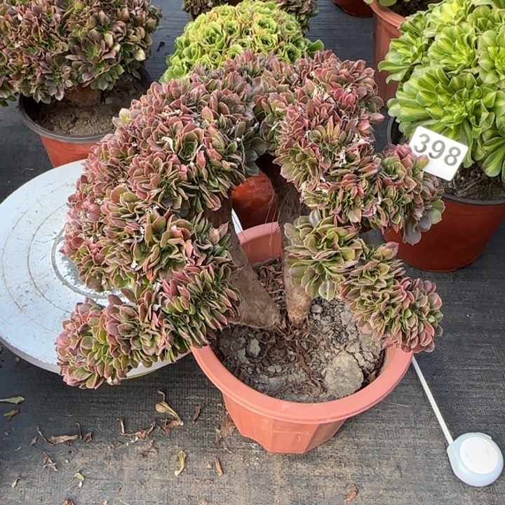 多肉植物玫瑰缀398