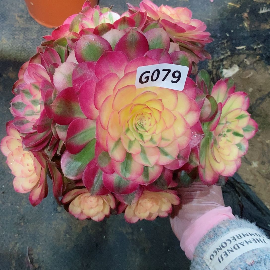 红陶@*然079荔枝3冠服18