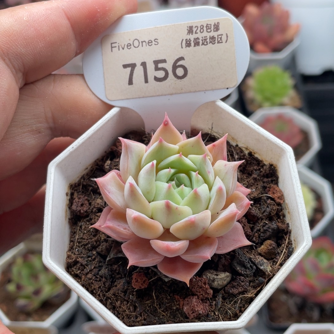 月影杂7156-4.5厘米