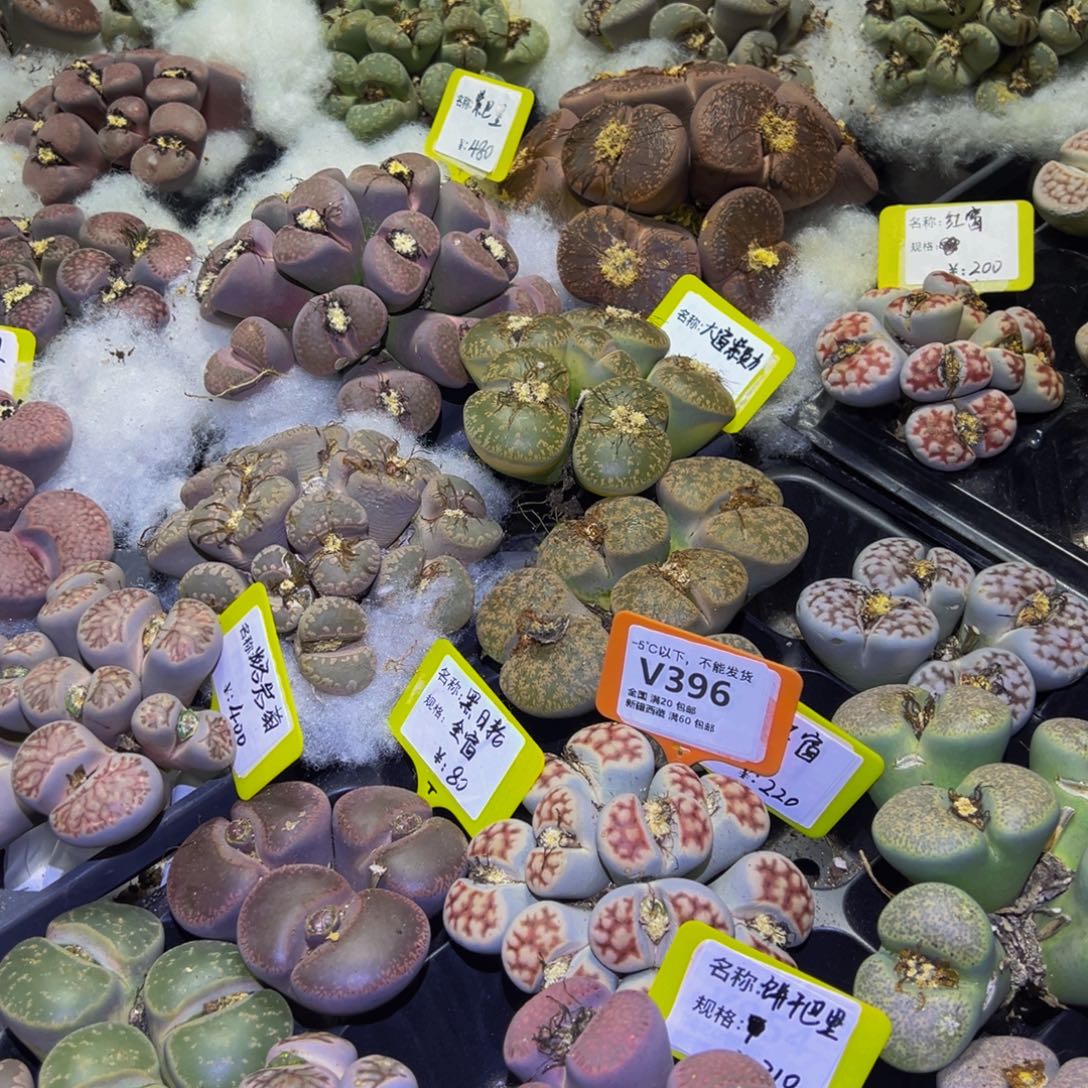 396 一物一拍，默认有伤，介意勿拍，不退不换