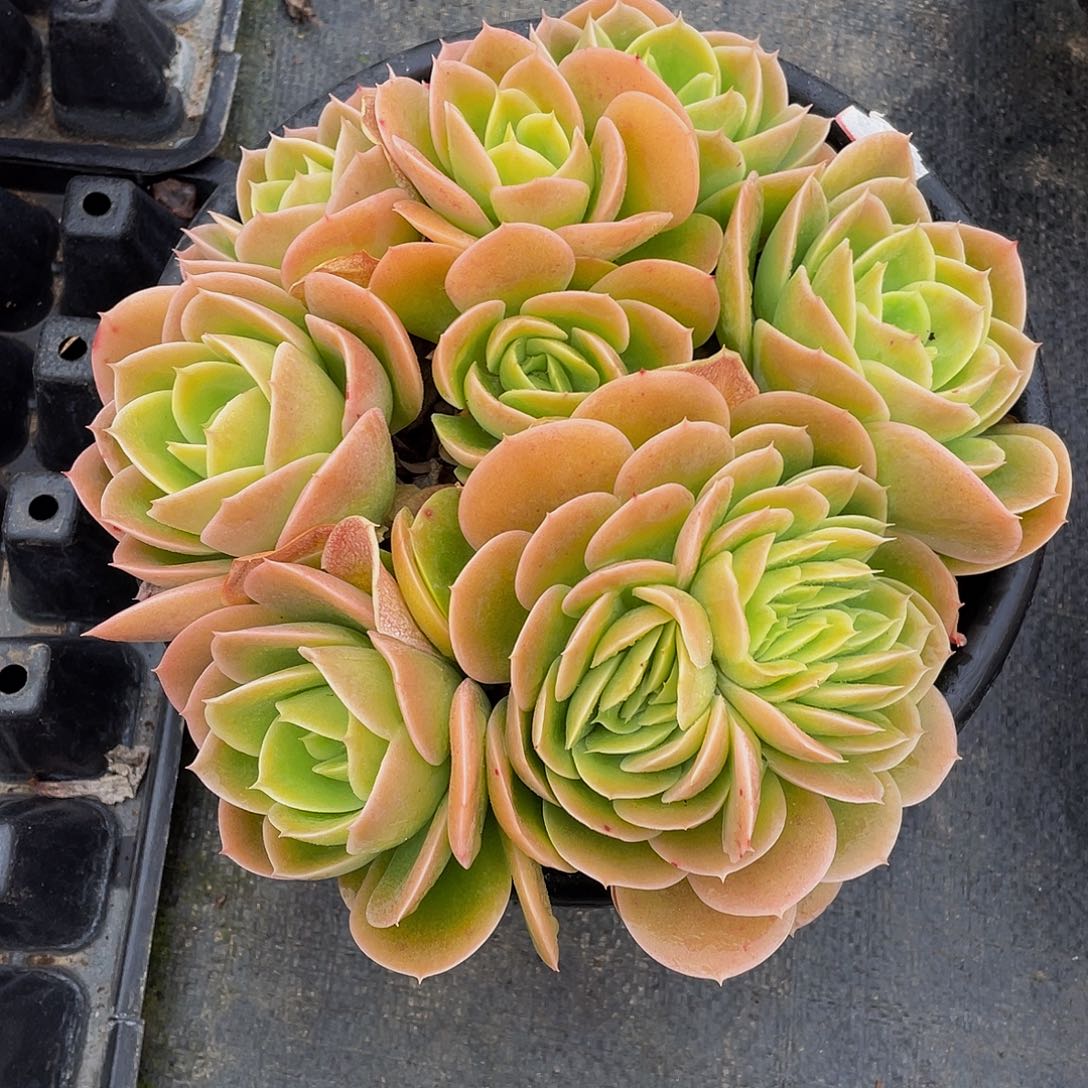 别****…辛纳塔多肉植物缀