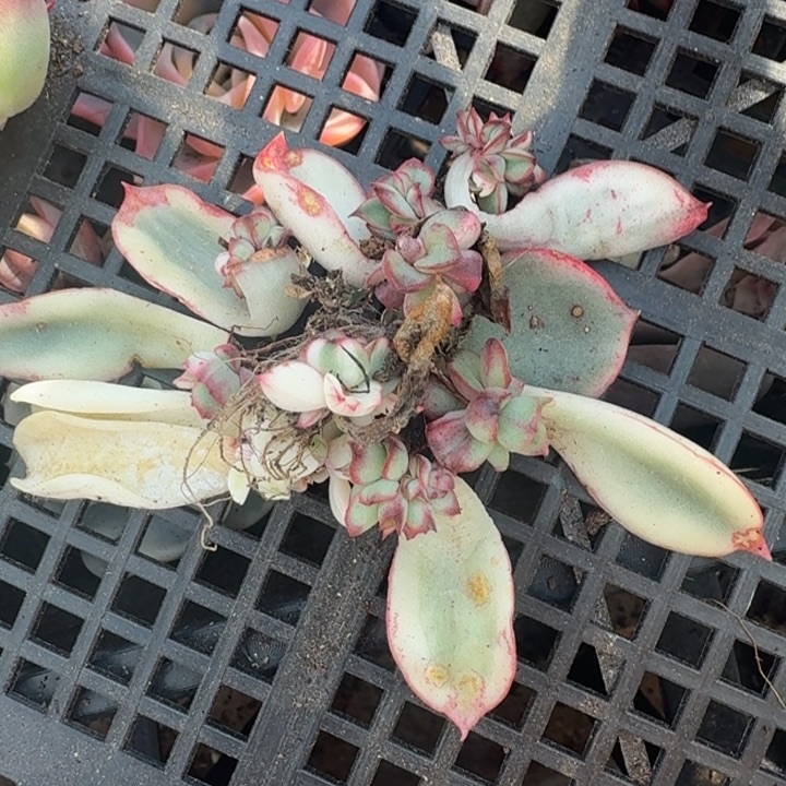 红花女王锦一组叶片