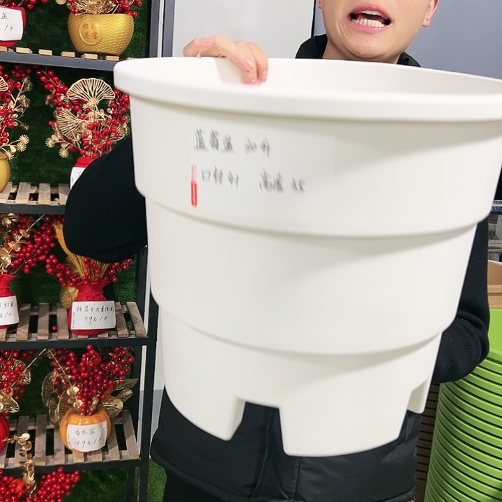 正品蓝莓口41高35果绿色3只无托