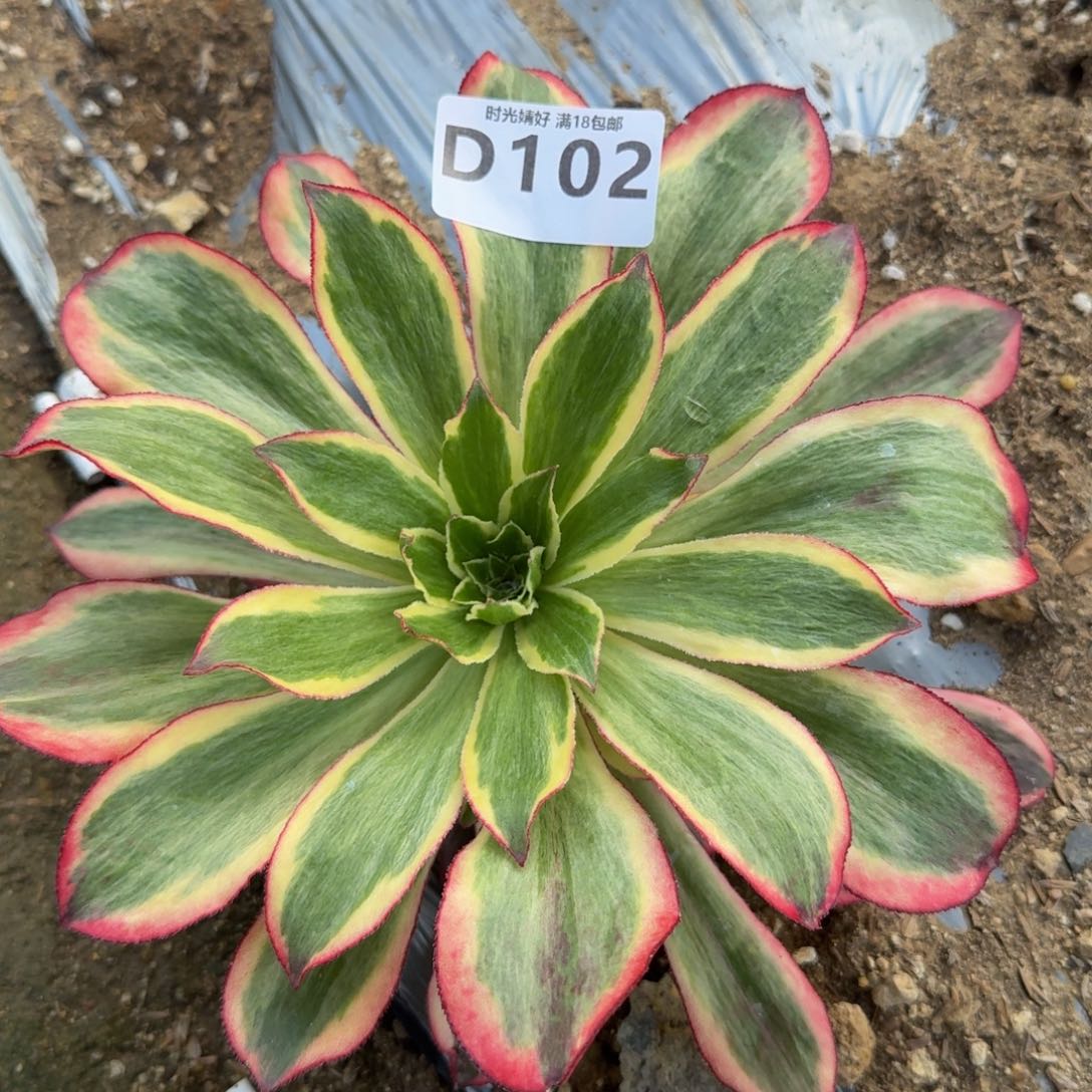 102魅影。多肉植物