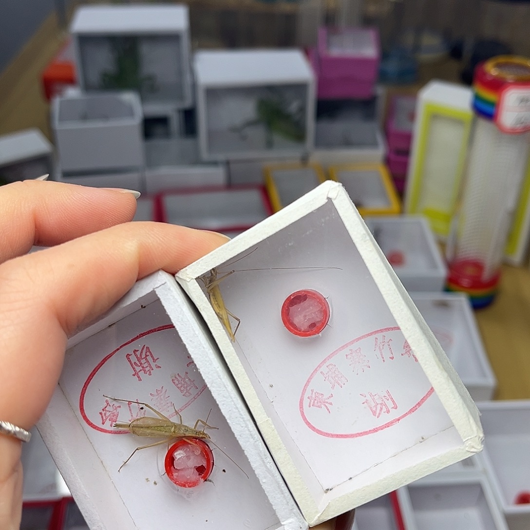 蚂蚁工坊柬埔寨。       