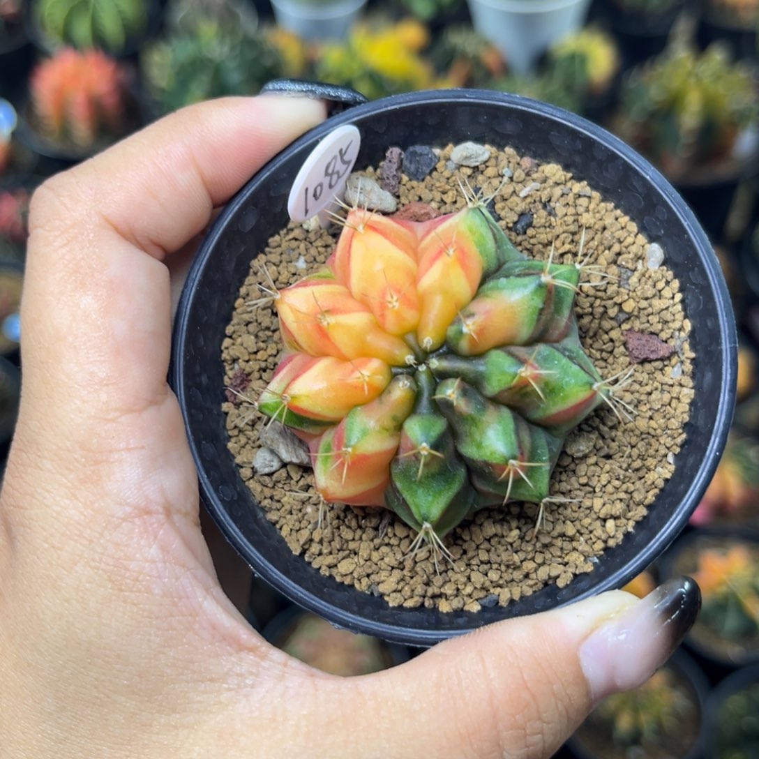 1085 带盆土发货 特价