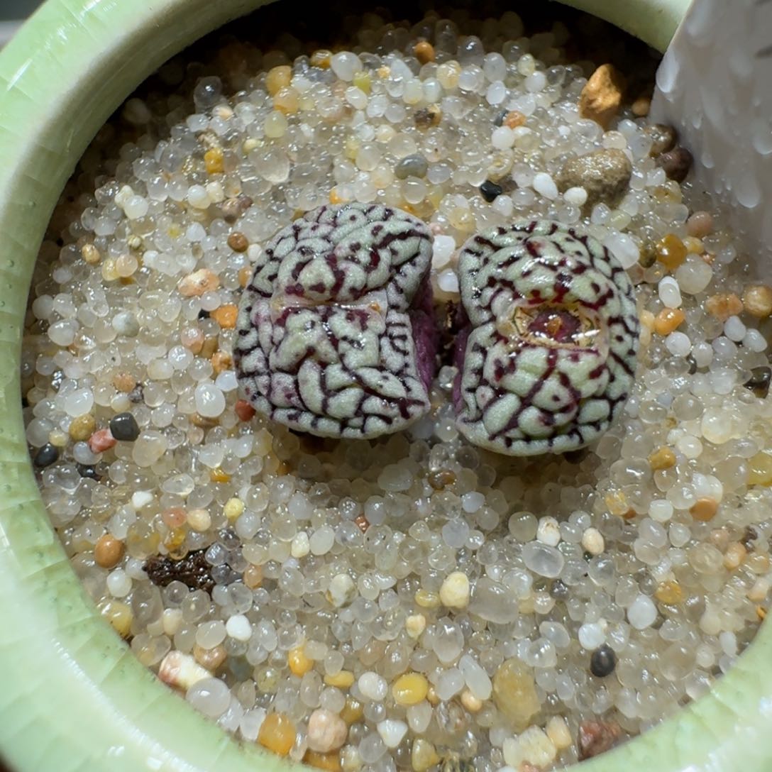 红陶蘑菇396墨小锥