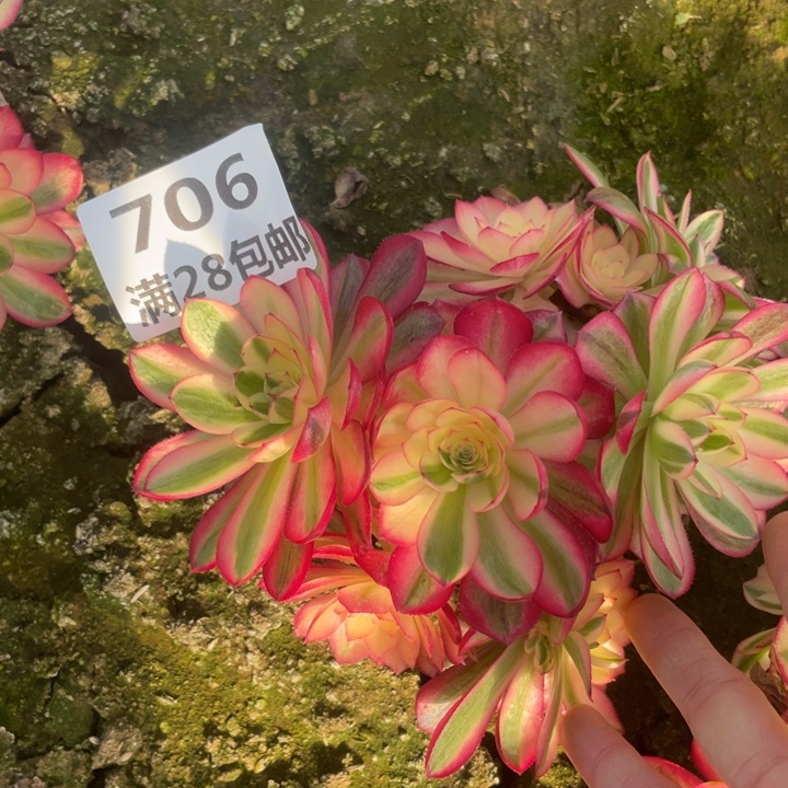 706二号棚倾城母本多肉E