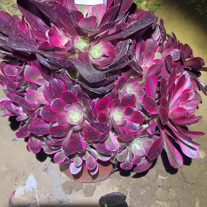 多肉植物法师820凤冠