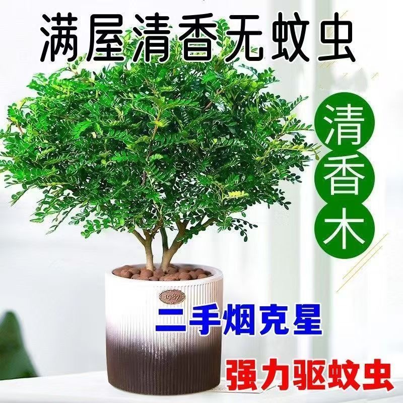 清香木盆栽烘焙强力驱蚊草绿植四季绿花卉室内胡椒木好养净化空气