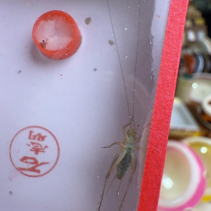 蟋蟀漂亮合适大个好看