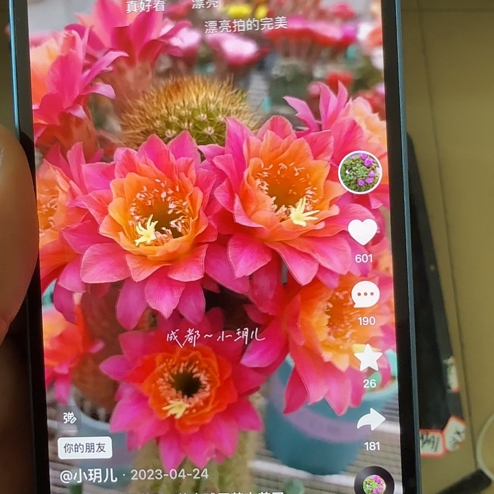 仙人球黄金钮时光