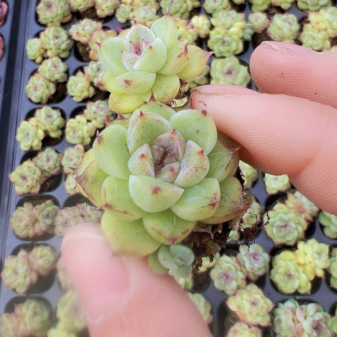 赤水晶苗3颗19包邮多肉