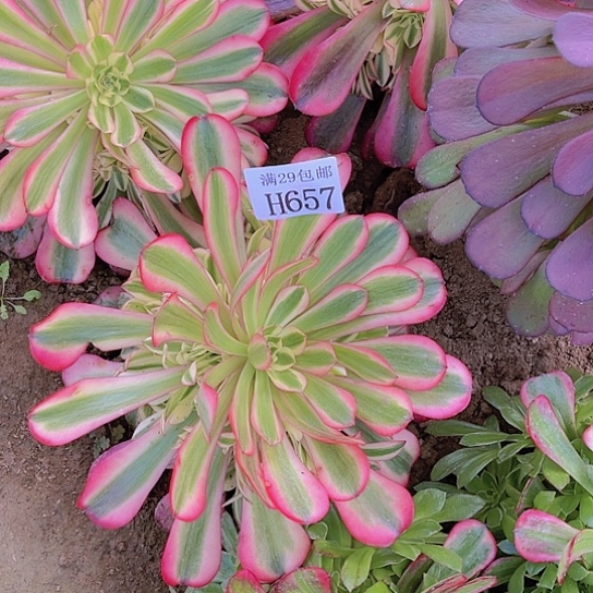657粉女郎多肉植物