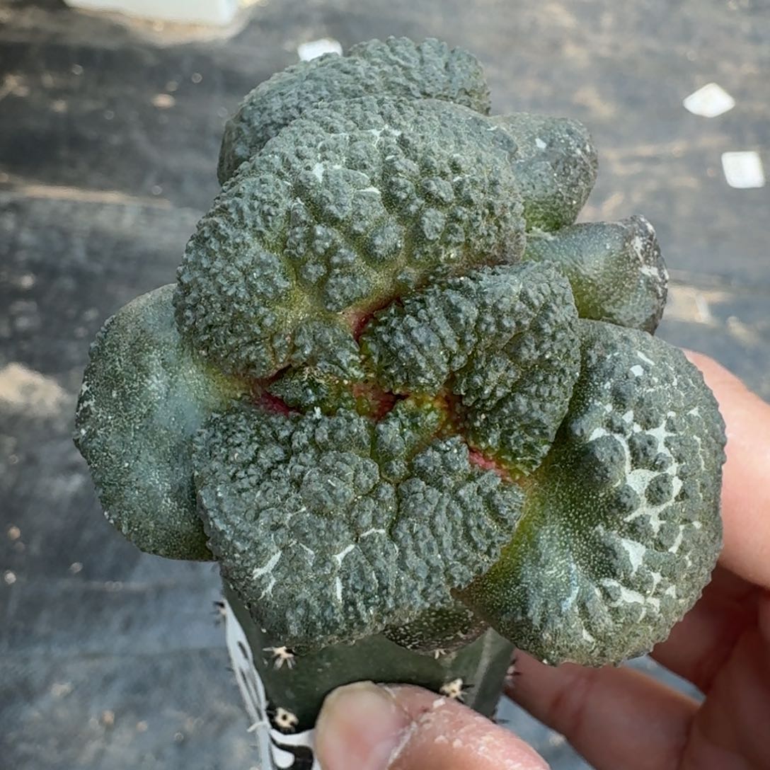 【闪购商品】双头苗接大尤哥连394