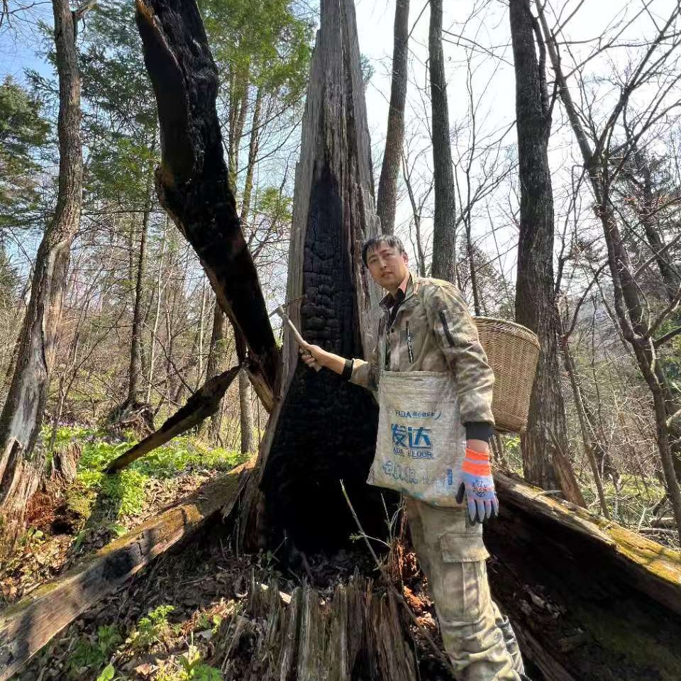 红松雷击木1.0珠（20个珠一串）（随机发）