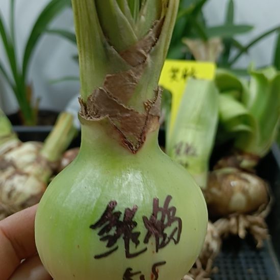 无花朵雏鹤5.5裸球发货