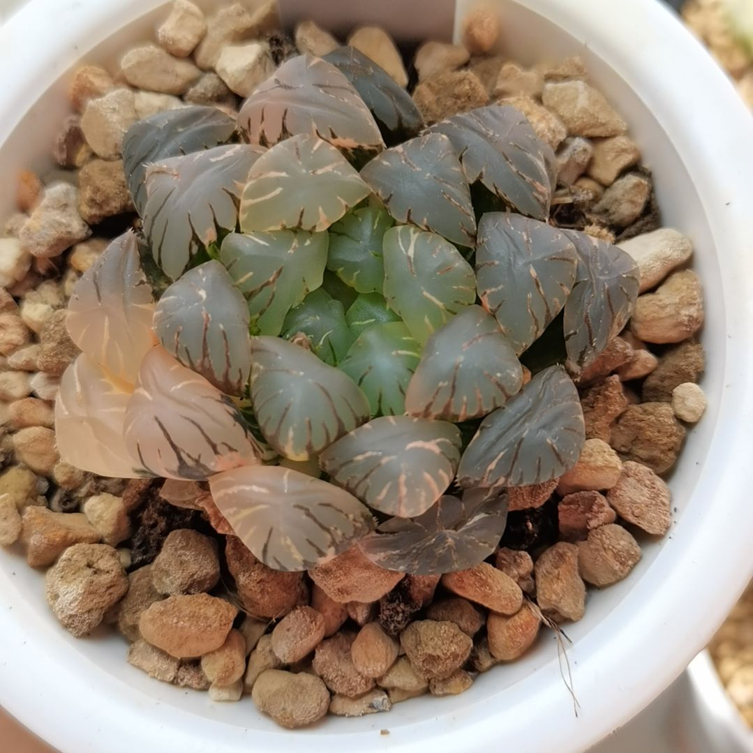 462号孔明灯玉露锦一物一拍带盆土发货