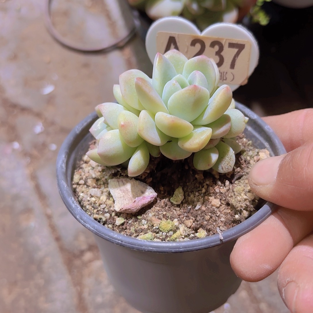 A237冰玉老桩一物一拍