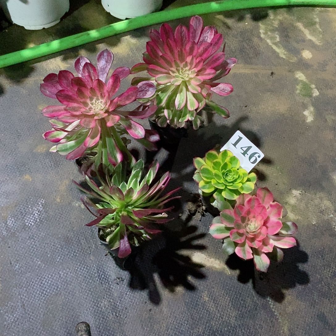 秀*奶白锦组合146多肉法师