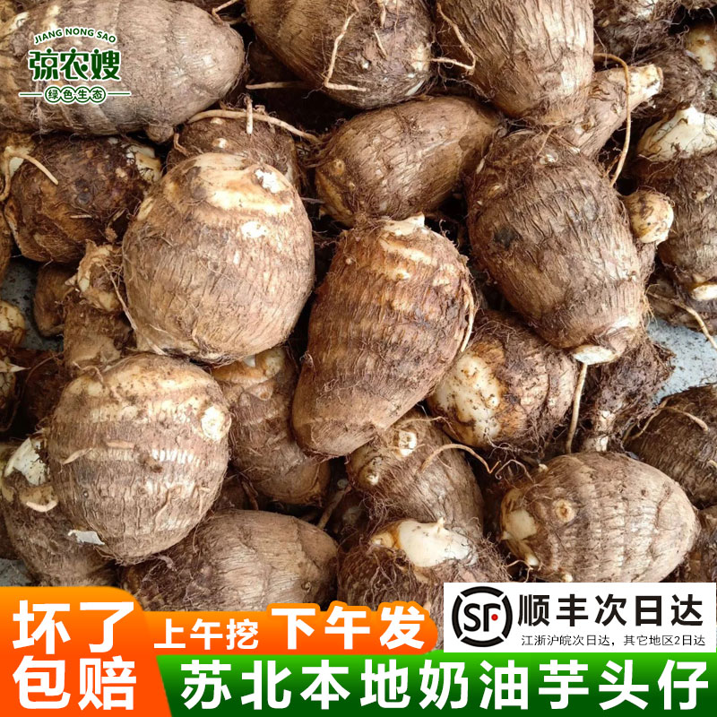 苏北农家新鲜牛奶芋头现挖芋艿牛奶奶油毛芋头小芋头仔软糯香芋