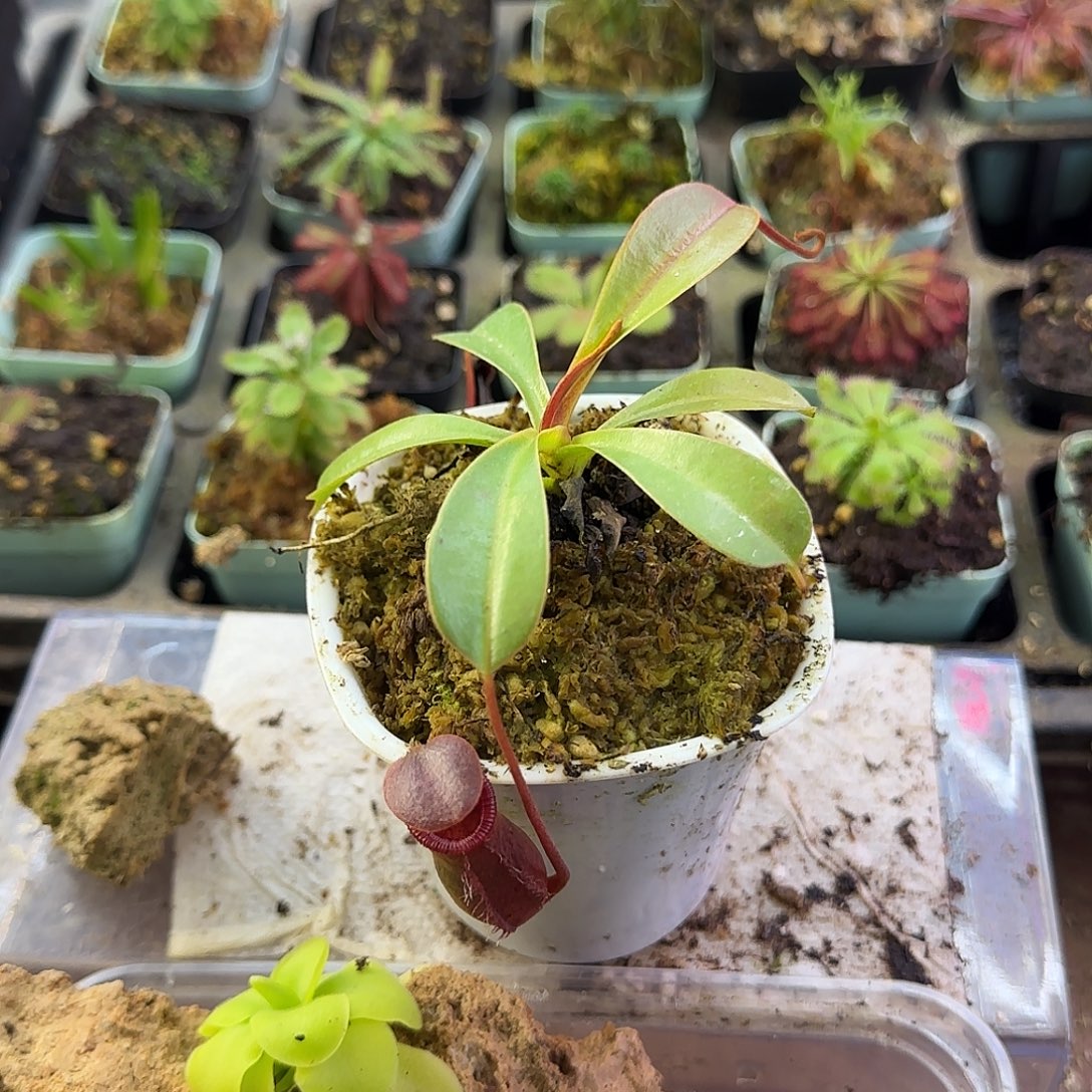 完全开放黑精灵猪笼草LV