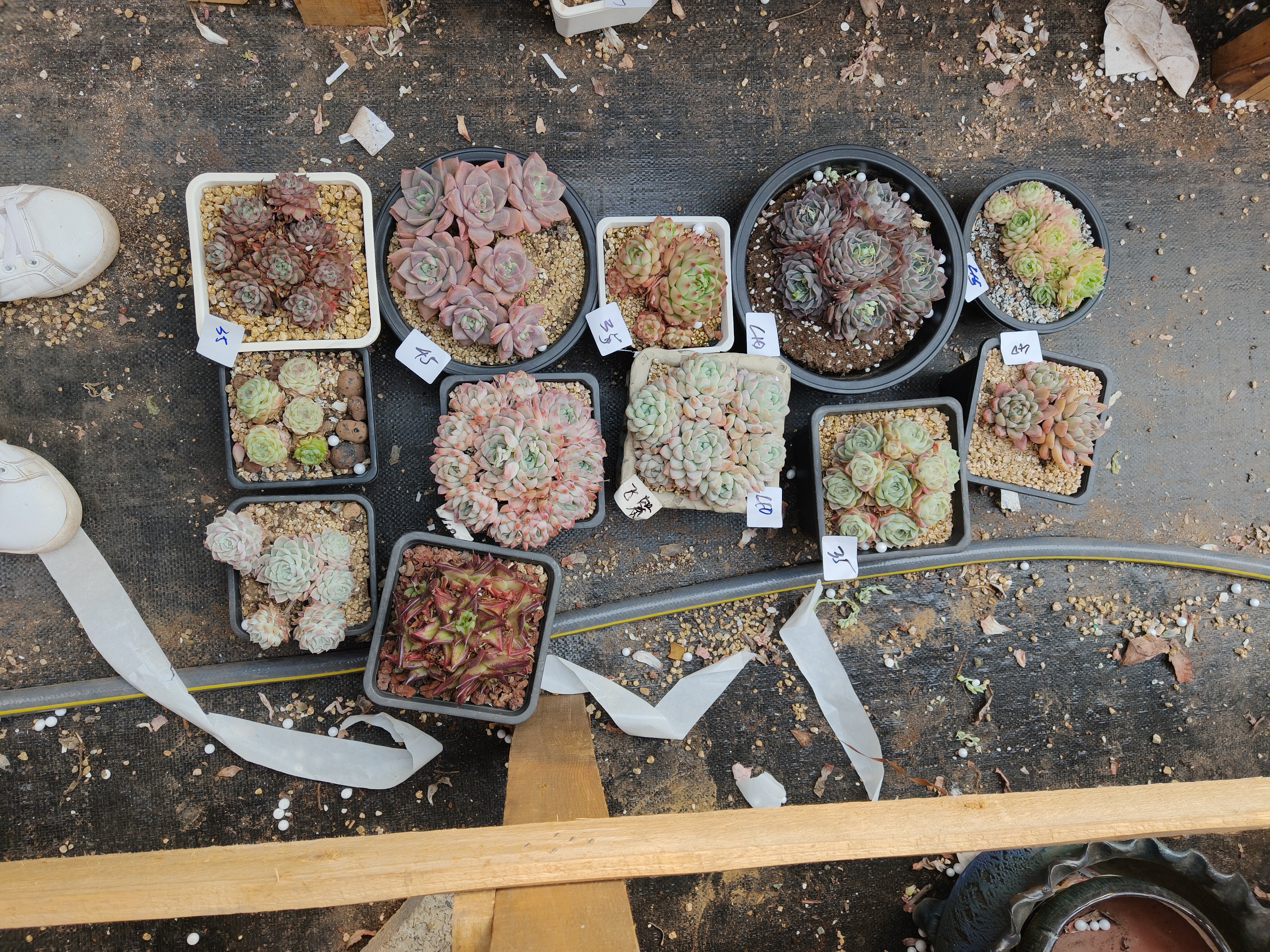 1001花掌柜精品杂交多肉9盆送3盆