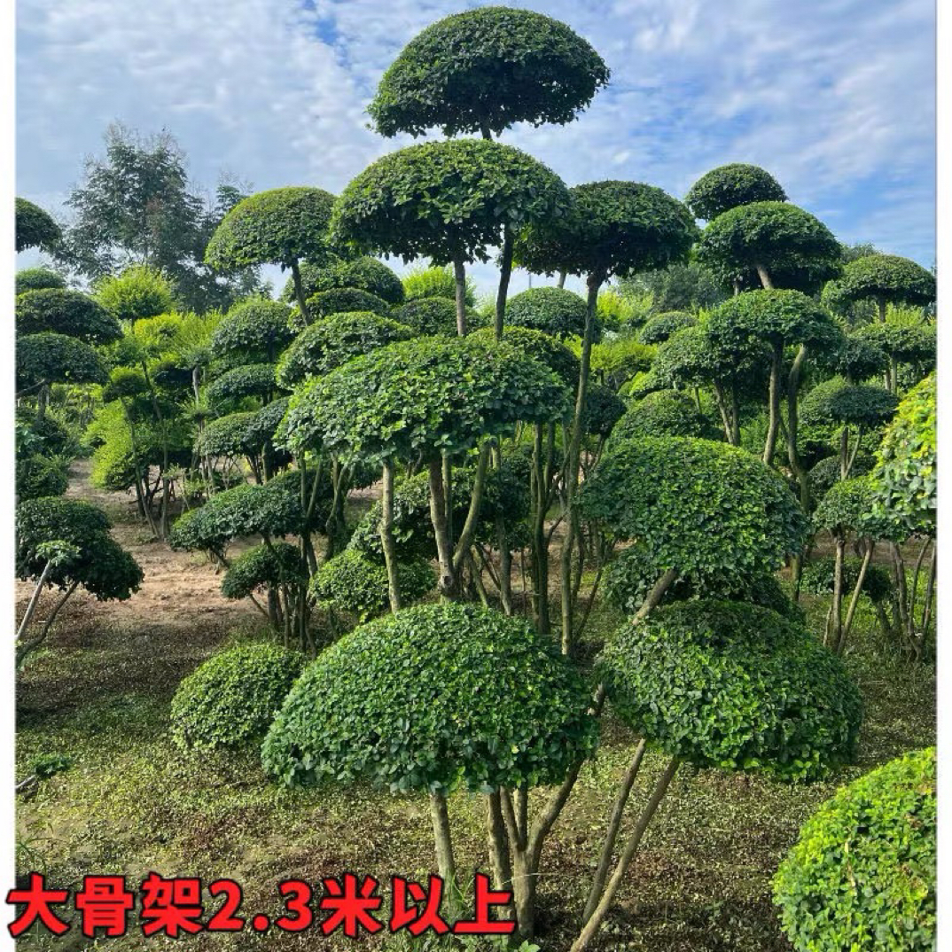 小叶女贞造型树四季常青庭院别墅造型景观盆景地栽多头一物一拍