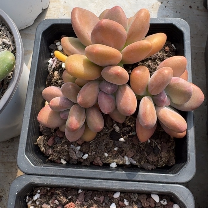 芒果奶 4头 一物一拍