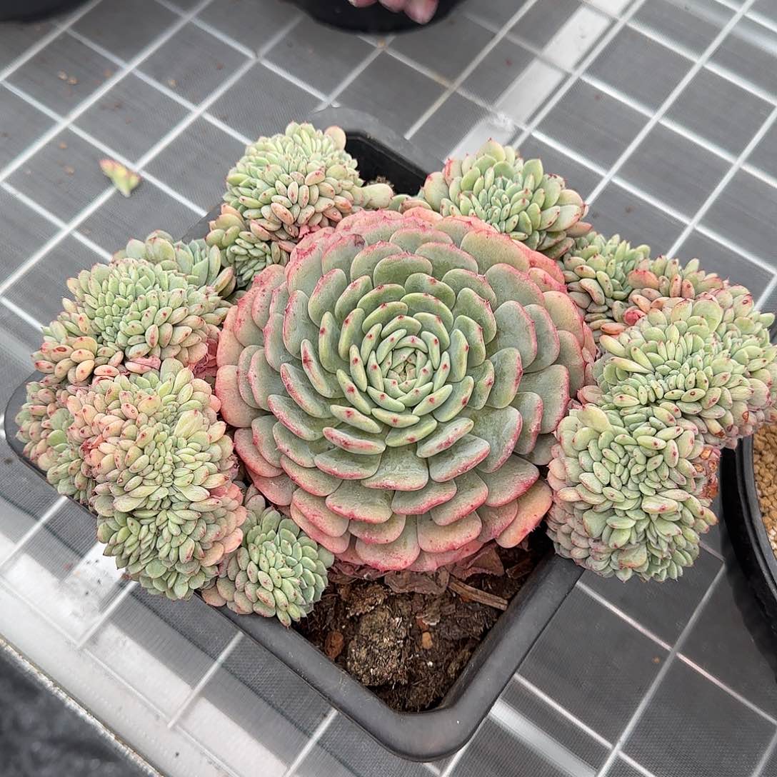 从前慢花园精选白胖子缀大