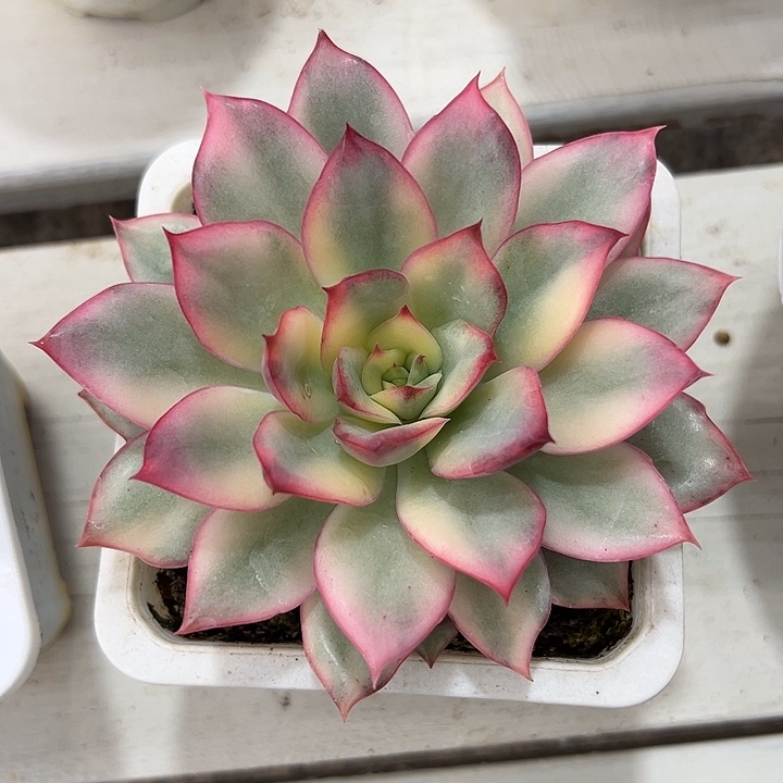 1033月光女神38包邮多肉