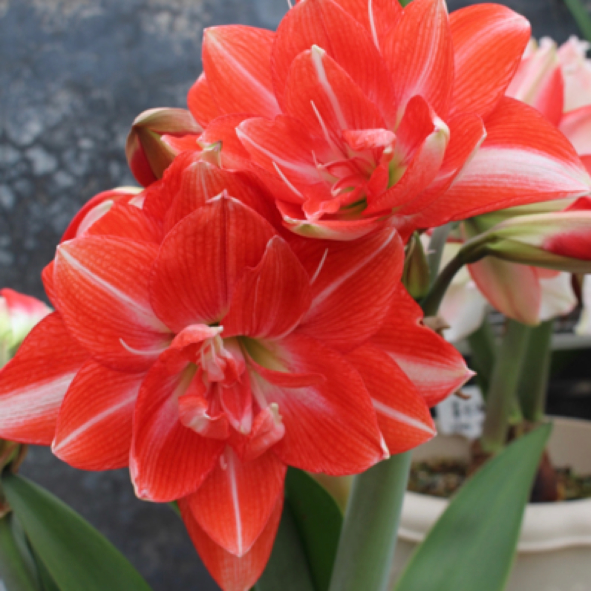 朱顶红 梦华录 直径4cm-5cm