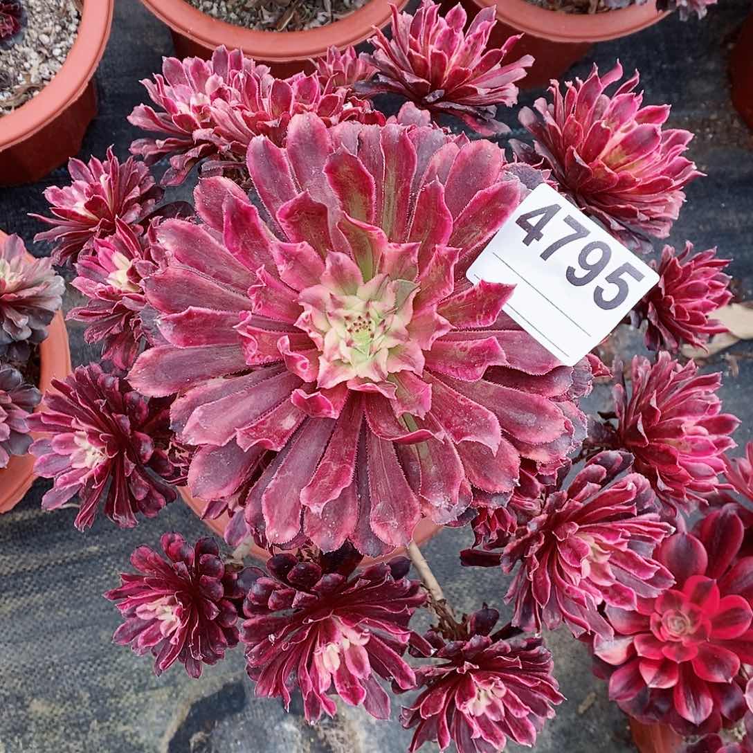 4795水墨多肉精空444444