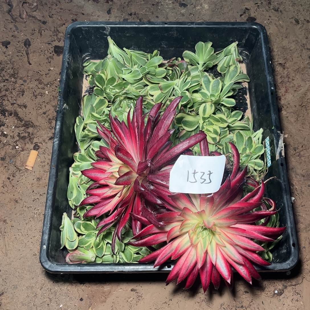 多肉法师锦朱雀1535两颗