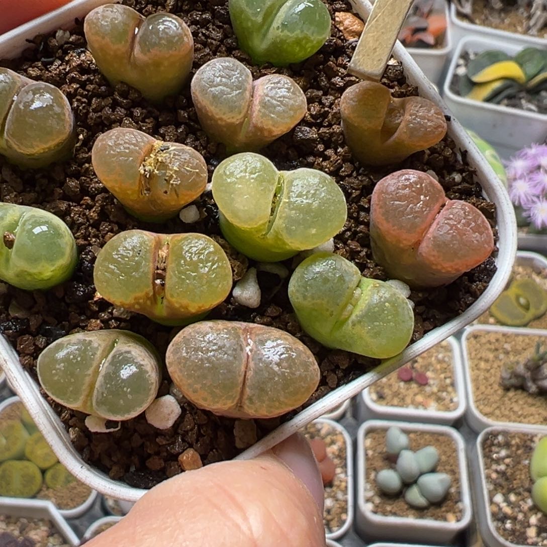 风铃组合带盆多肉植物