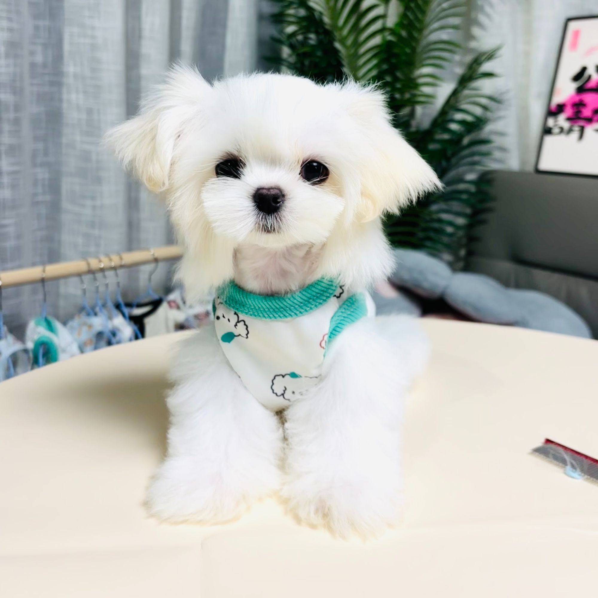 韩系小体马尔济斯萌系狗狗仙女幼犬家养小型犬宠物狗活体包健康