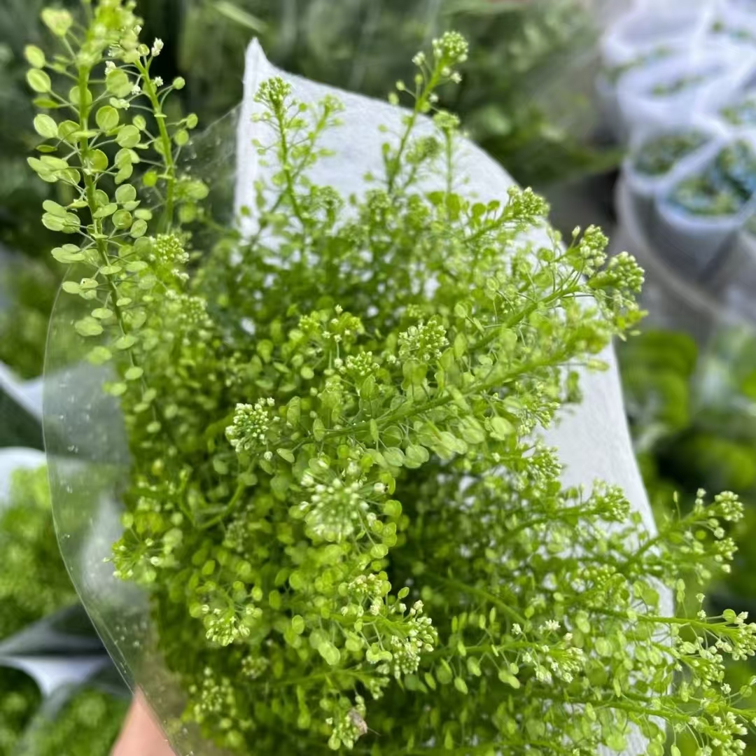 绿林草花期超长（已发货不支持退款）