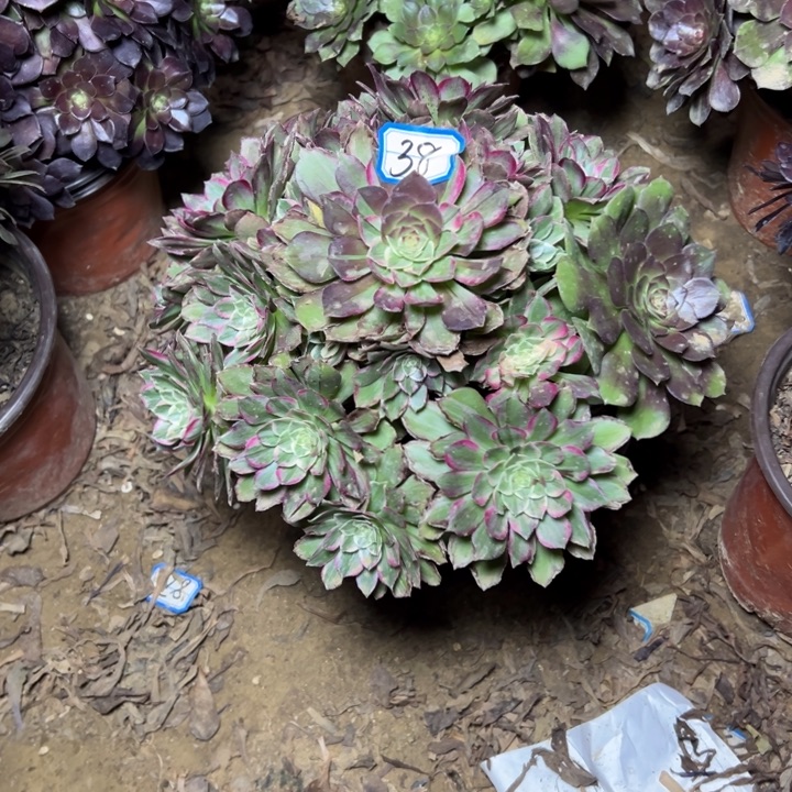 多肉植物粉莲花38