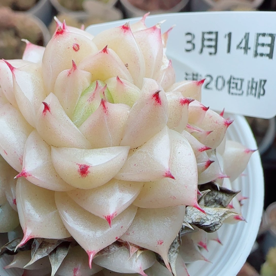 花语逸镜0314-79散