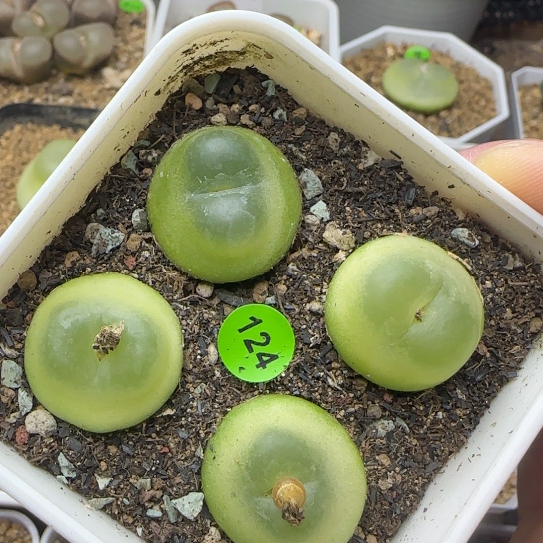 拉登2/2/2.1/2.2多肉124