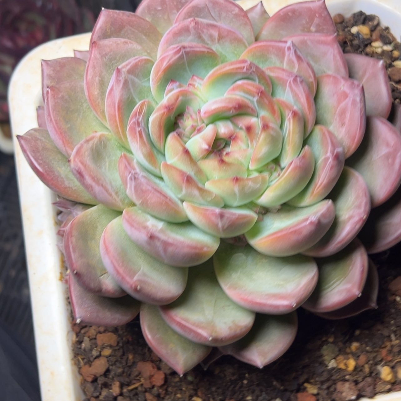 【闪购商品】001红鸾所多肉98