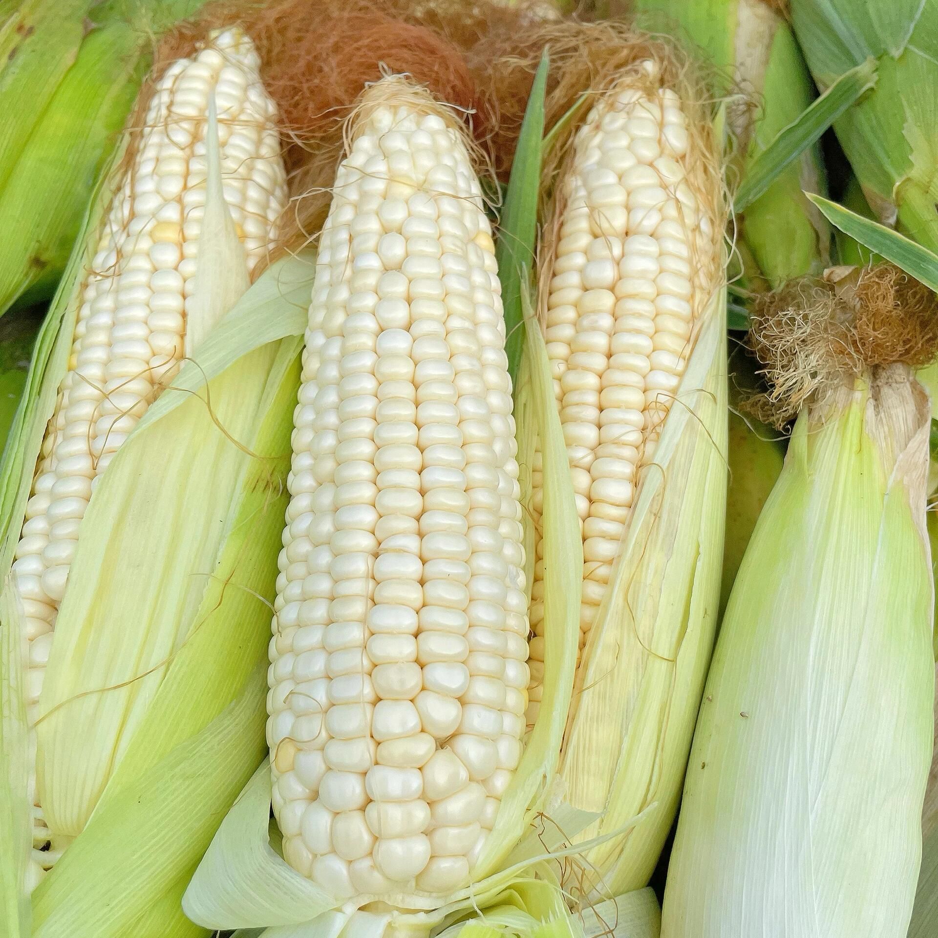 【小杨农货】湘西农家自种玉米棒